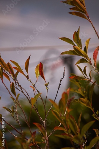 leaves and sky