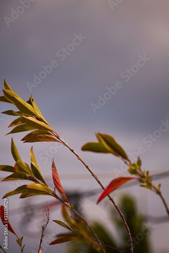 leaves and blue sky