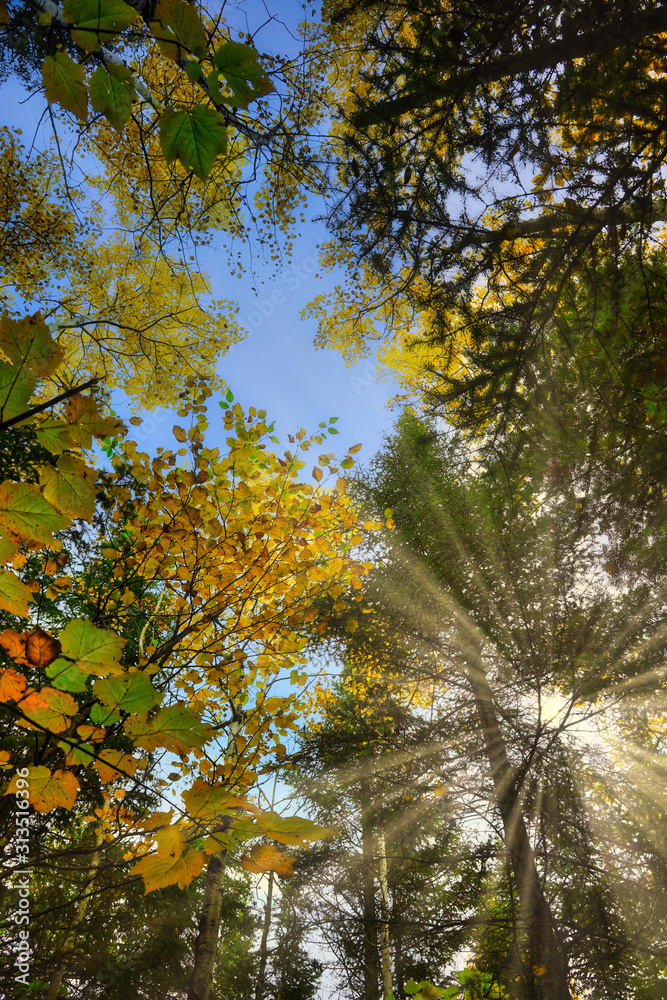 Fototapeta premium autumn tree canopy 