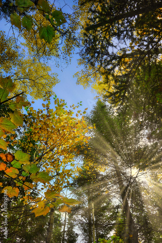 autumn tree canopy © curningphoto