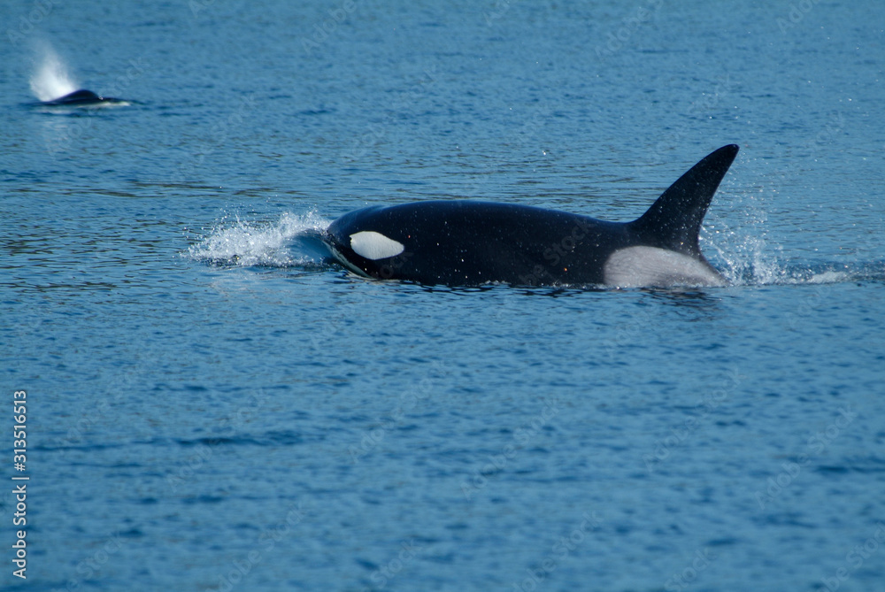Fototapeta premium Fast Swimming Orca, Alaska