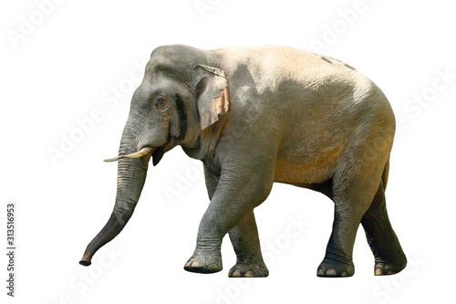 Large male Asian wild elephant isolated on white background