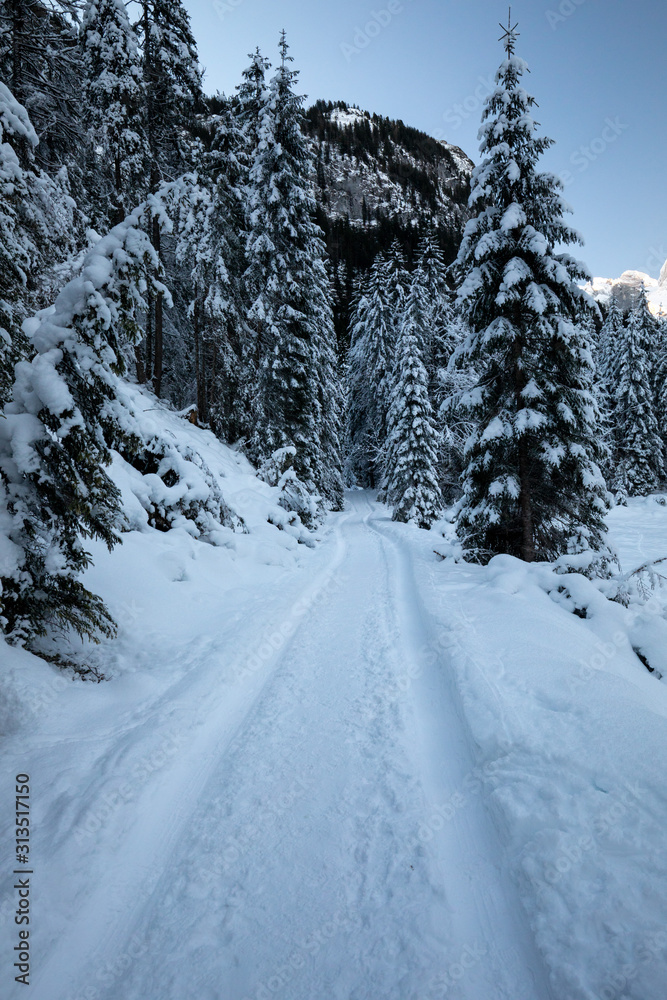 Fototapeta premium Forest in snow with a path in winter