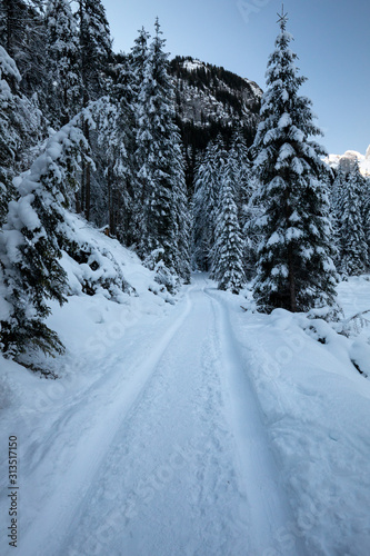 Forest in snow with a path in winter © Maximilian