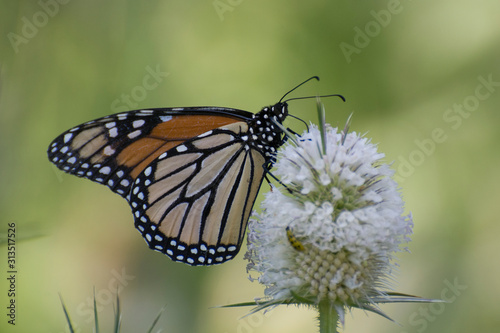 Butterfly 2019-184   Monarch butterfly  Danaus plexippus  