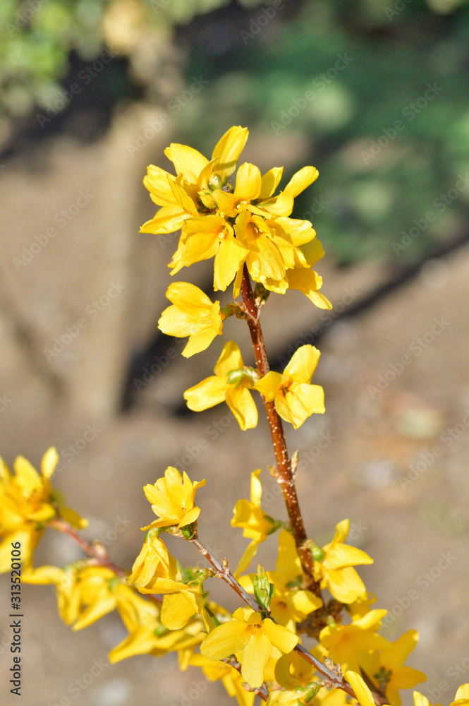 春の黄色に色づいたレンギョウの花をハイアングルで撮影した写真 Stock Foto Adobe Stock
