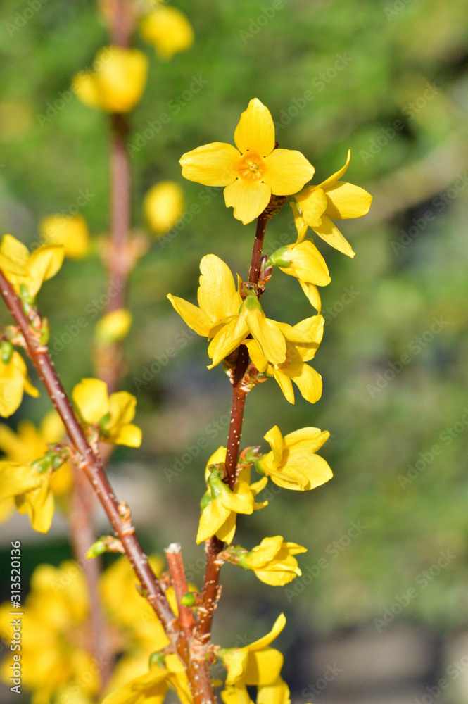 春のレンギョウの黄色い花をハイアングルで撮影した写真