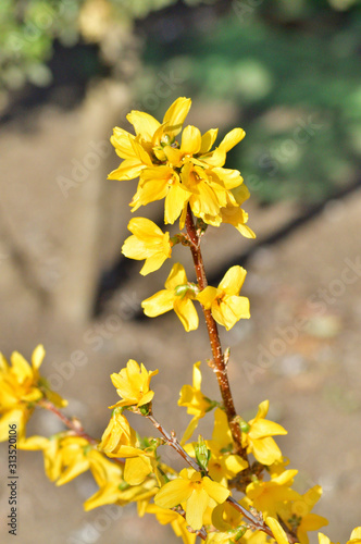 春の黄色に色づいたレンギョウの花をハイアングルで撮影した写真