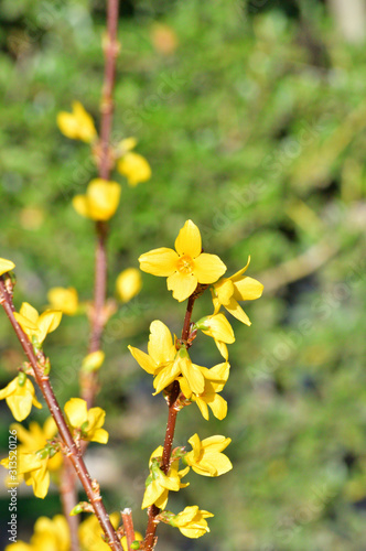 春の黄色に色づいたレンギョウの花をハイアングルで撮影した写真