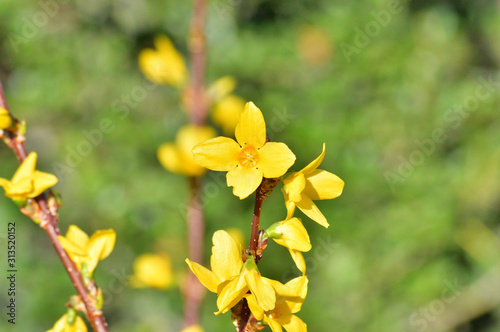 春のレンギョウの黄色い花をハイアングルで撮影した写真