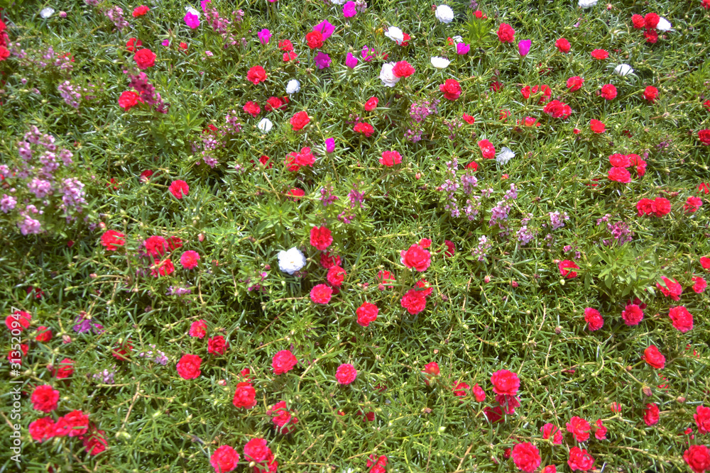 Portulaca Grandiflora multi color flowers garden blooming top view background,Rose jepun, Portulacaceae,Portulace grandiflora,Rosemoss,tropical plant,Ros jepun,Portulaca Grandiflora Hook,Portulacace.