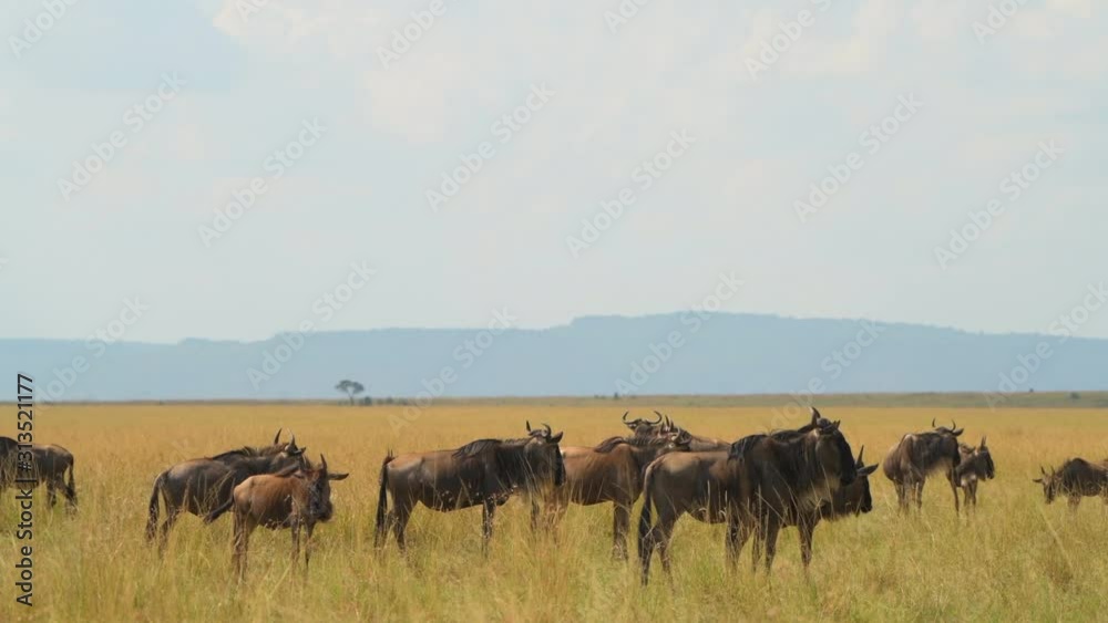 wildebeest and zebra migration in masai mara national reserve green mountains closeup wildebeest and zebra migration in masai mara national reserve green mountains closeup