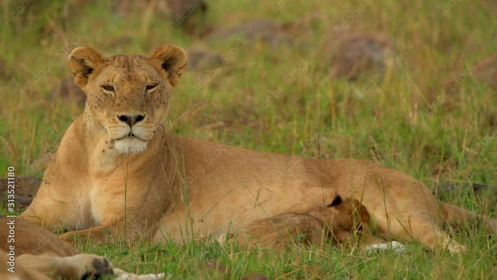 lion lioness family closeup shot in masai mara grassland lion lioness family closeup shot in masai mara grassland