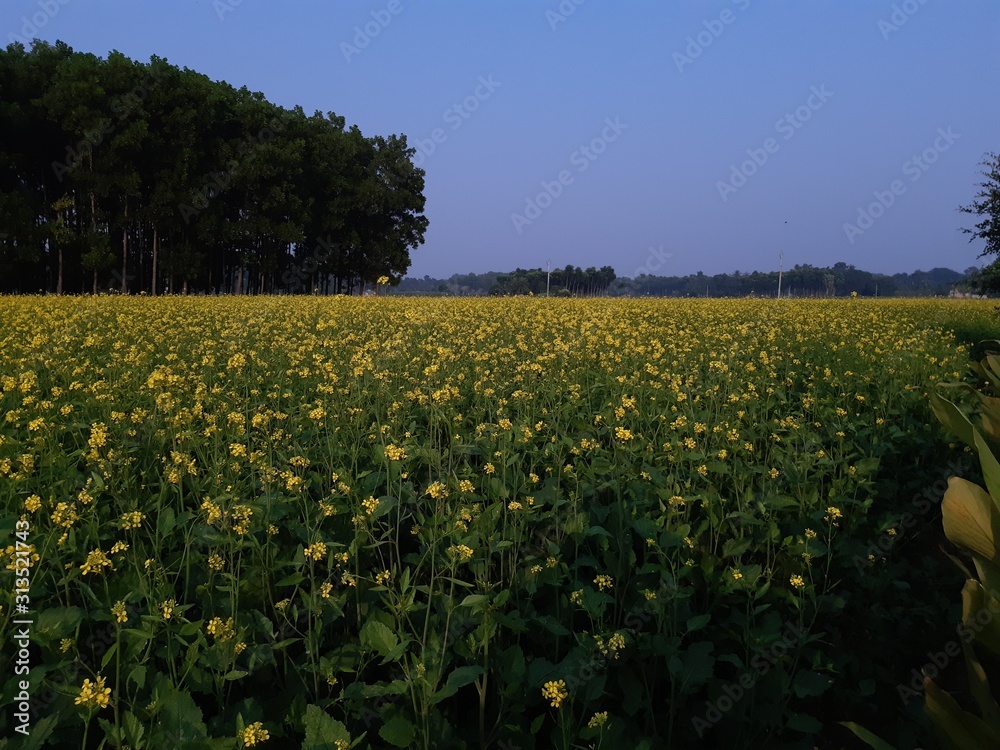 Fototapeta premium Yellow mustard land and green tree.