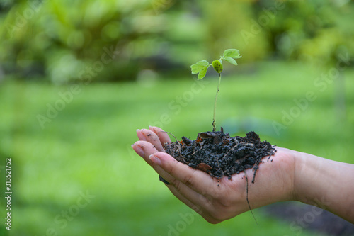 In the hands there are seedlings with a backdrop of mountains.environment Earth Day In the hands of trees growing seedlings.