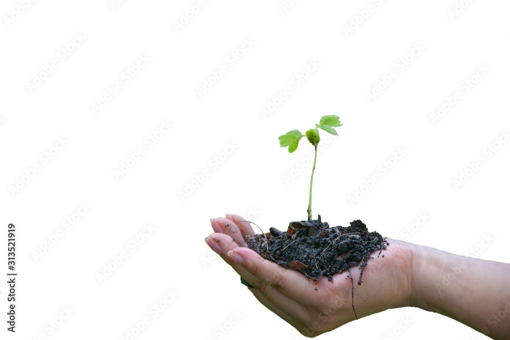 Seedlings in the hand on a white background.Tamarind seedlings in young women hands. Seedlings in the hand on a white background.Tamarind seedlings in young women hands.