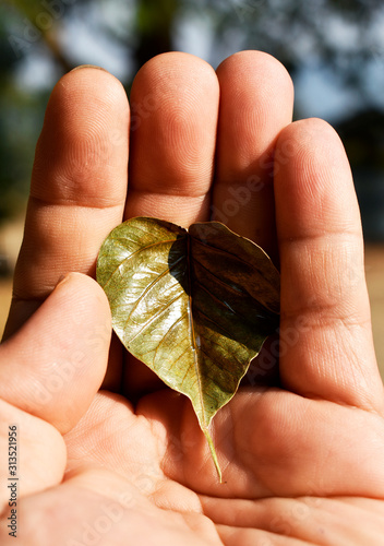 Golden leaf of spotted sicklefish, Drepane punctata tree, symbol of Buddhism tree in Thailand, in a gentle hand. photo