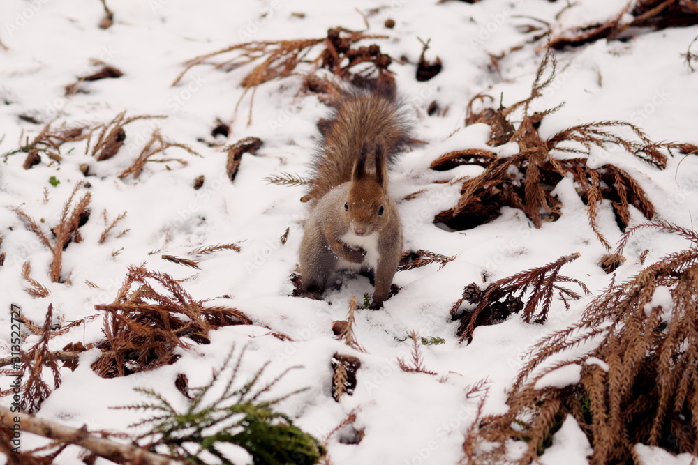Fototapeta premium 木の実を探すエゾリス