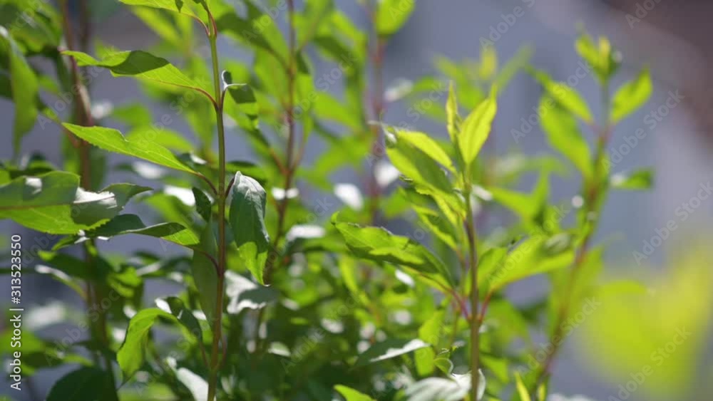 Slow-motion - Green and healthy plant waving in a summer breeze. Dynamic moving shot of the beautiful bush situated in a garden. Slow-motion - Green and healthy plant waving in a summer breeze. Dynamic moving shot of the beautiful bush situated in a garden.