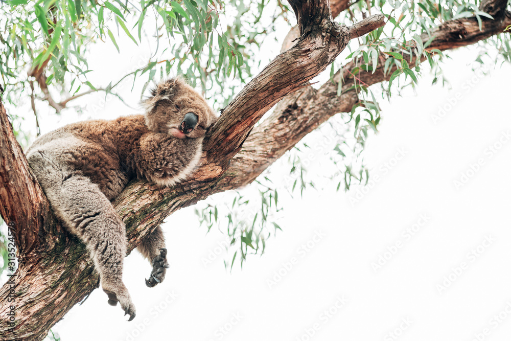 Fototapeta premium A cute sleeping koala on a tree in Australia not far from the bushfires