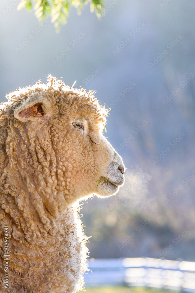 Single woolly white sheep backlit in a pasture on a sunny winter day Single woolly white sheep backlit in a pasture on a sunny winter day
