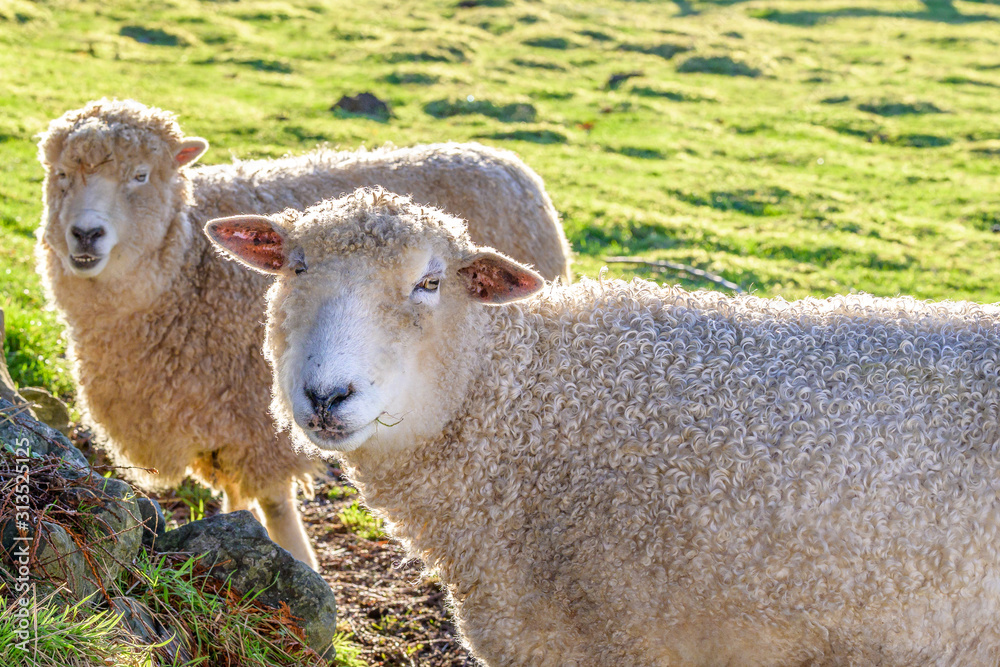 Obraz premium Two woolly white sheep backlit in a pasture on a sunny winter day