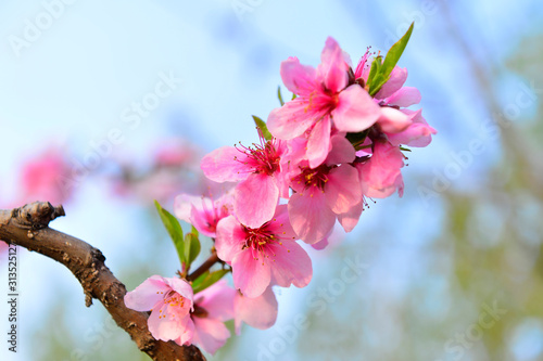 In full bloom in the peach blossom