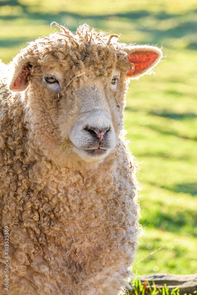 Single woolly white sheep backlit in a pasture on a sunny winter day Single woolly white sheep backlit in a pasture on a sunny winter day