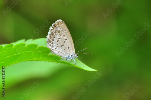 butterfly on a leaf © modisketch