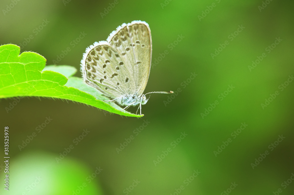 butterfly on a leaf butterfly on a leaf