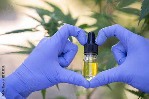 CBD hemp oil and cannabis leaves are in the hands of a doctor or researcher. Cannabis Tree Background And doctors or researchers wear white robes. Medical concepts, medicine and treatment industry.