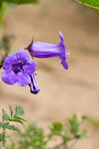 Closeup of wildflowers in Chino Hills State Park, Southern California photo