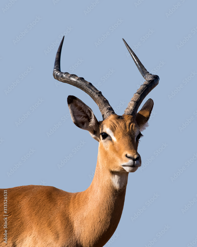 Fototapeta premium Male Impala Portrait Isolated on Blue