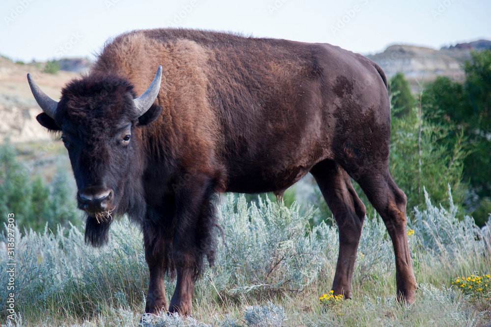 The Noble American Bison