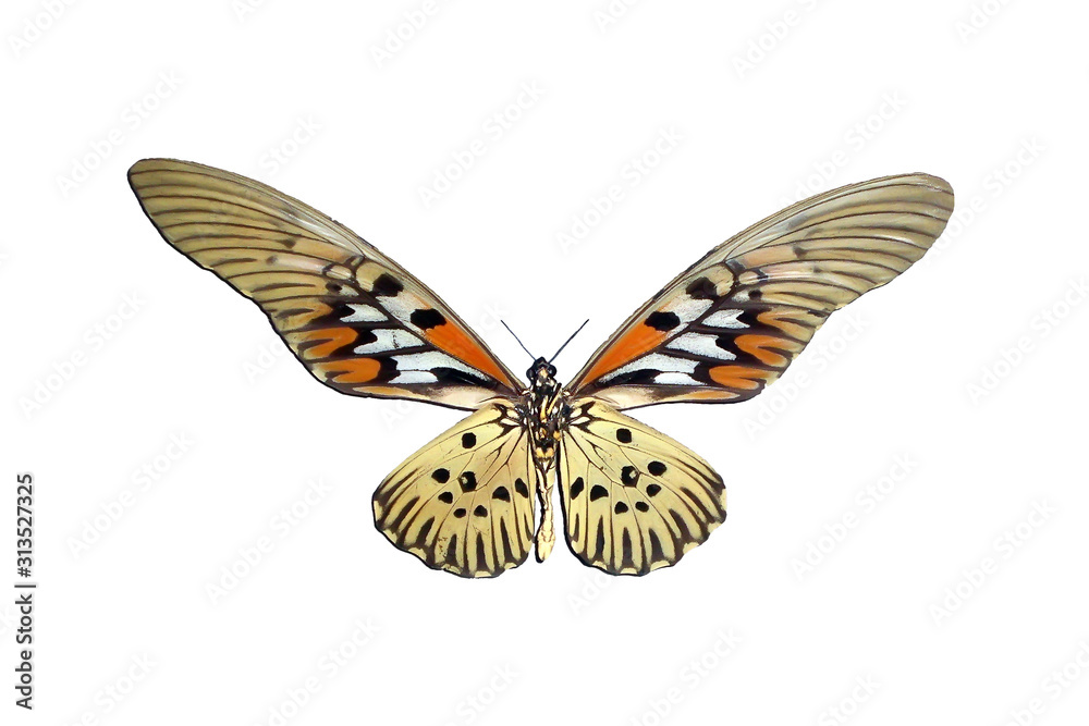 Exotic insects (butterflies, beetles, spiders, scorpions) isolated on white background. Exotic insects (butterflies, beetles, spiders, scorpions) isolated on white background.
