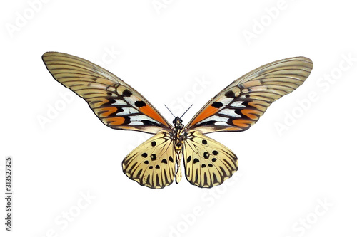 Exotic insects (butterflies, beetles, spiders, scorpions) isolated on white background.