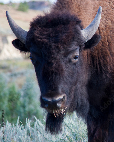 The Noble American Bison photo