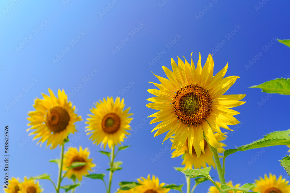 Beautiful sunflower on blue sky background.