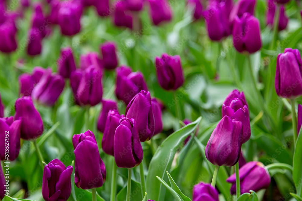 Group of tulip flowrs blooming Group of tulip flowrs blooming