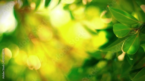 Sunny abstract green nature background