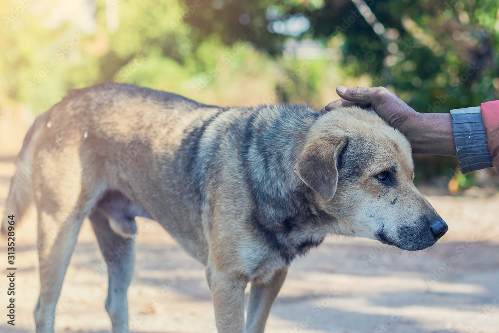 Thai dog and owner outdoor