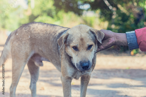 Thai dog and owner outdoor