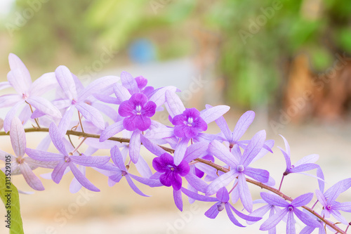 Beautiful Purple Wreath(Petrea Volubilis) or Queen's Wreath,Sandpaper Vine decorated in garden with bokeh background. Flower,garden ening or outdoor concept. photo