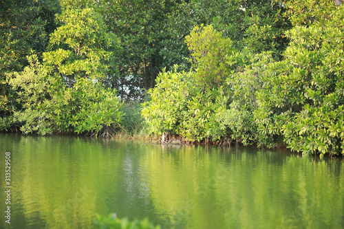 Mangrove trees on the swamp near the sea ,Thailand photo