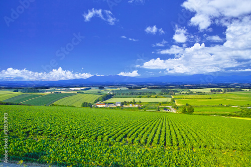 初夏の北海道、美瑛町の風景