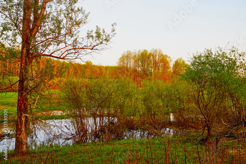 Nature landscape with field, water of lake or swamp and big tree on the foreground