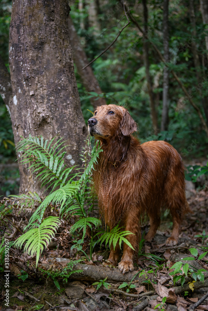 Golden retriever in the woods