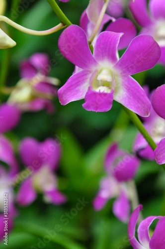 Fototapeta Naklejka Na Ścianę i Meble -  Close up of pink orchid
