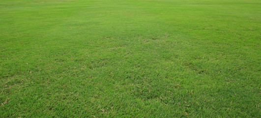 fresh green grass lawn isolated on white background