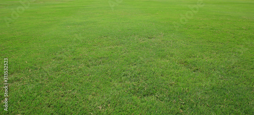 fresh green grass lawn isolated on white background